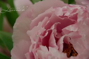 Read more about the article Peony Lou