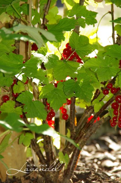 Read more about the article Geniune Garnet Bracelet: Deep Red