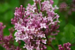 Read more about the article Cavalier Lilac