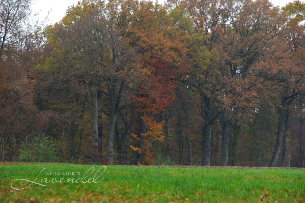 You are currently viewing Last Days of Autumn: Lottie